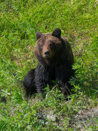 DSC00681-1.jpg