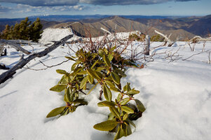 IMG_7385.jpg
