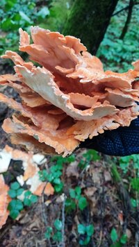 IMG-20250714-WA0005.jpg