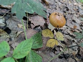 IMG_20250719_054912.jpg