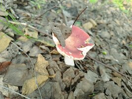 IMG_20250719_065718.jpg