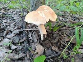 IMG_20250719_070123.jpg