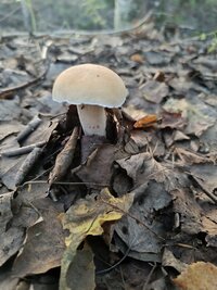 IMG_20250719_070813.jpg
