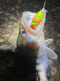 IMG_5411.jpeg