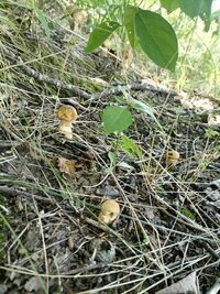 IMG_20250802_110611.jpg