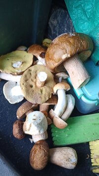 IMG_20250811_175426_341.jpg