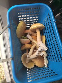 IMG_20250820_141259.jpg