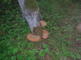 DSCF2132.JPG
