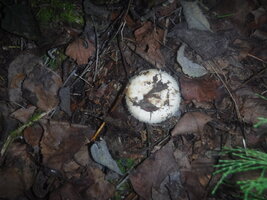 DSCF2129.JPG