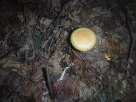 DSCF2130.JPG