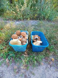 IMG_20250829_100118.jpg