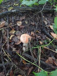 IMG_20250909_064821.jpg