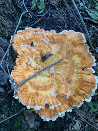 IMG_4025.jpeg