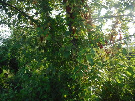 DSCF2262.JPG