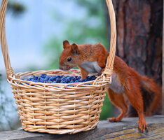 18.. Голубика. JPG.jpg