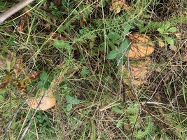 IMG_4075.jpeg
