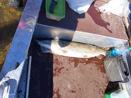 Изображение WhatsApp 2025-09-22 в 03.48.57_fca7fe0a.jpg