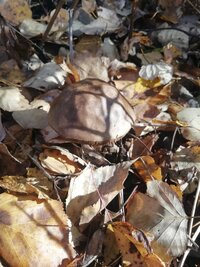 IMG_20251005_100123.jpg