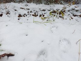 IMG_20251012_110526_951.jpg