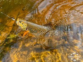 sps-25-1-4.jpg sps-25-1-4.jpg