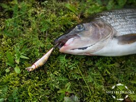 Время D-Contact, или Как сманить сытого хариуса 3.jpg