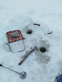 31.01.2026 на светлом.jpg