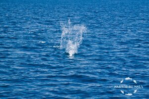 проводка Летящий сарган_MG_5986.jpg