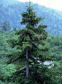 Picea_jezoensis.JPG