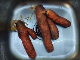 IMG_20260220_163136.jpg