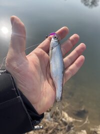 IMG_7344.jpeg