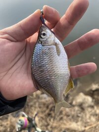 IMG_7349.jpeg
