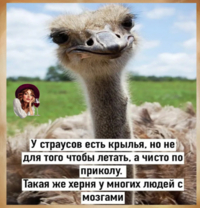 Страус.PNG