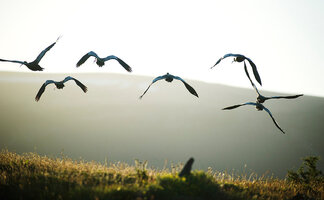 02-ibises-backlit-1145x675.jpg