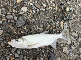 IMG_8913.jpeg