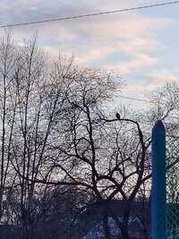 IMG_20260424_061646.jpg