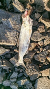 IMG_20260425_184452_379.jpg