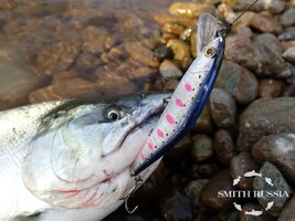 D-Contact 85_P7111120.JPG