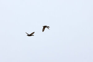 IMG_8166.jpg