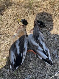 IMG_3071.jpeg