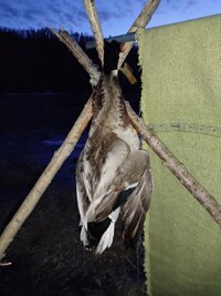 IMG_20260503_212926.jpg