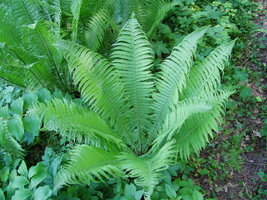 Matteuccia_struthiopteris_(4).jpg
