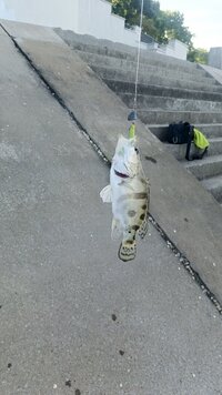 IMG_20260609_072606_126.jpg