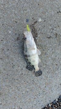 IMG_20260609_074826_493.jpg