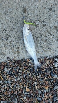 IMG_20260609_075624_270.jpg