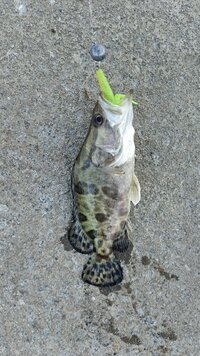 IMG_20260609_084758_357.jpg