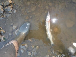 DSCF3247.JPG
