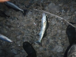 DSCF3253.JPG