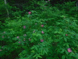 DSCF3308.JPG