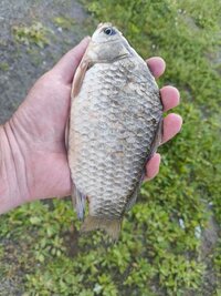 IMG_20260621_201455283.jpg