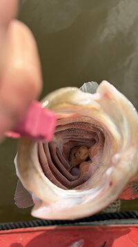 IMG_0060.jpeg